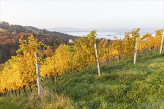 Morning atmosphere at the vineyard, fog drifts over wooded hills in the valley, St. Andrä-Höch,