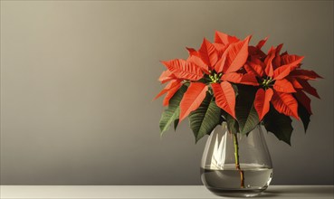 A vase of red poinsettias sits on a table. The vase is clear and filled with water, and the flowers