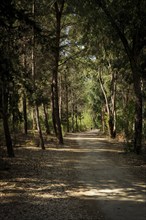 Unrecognised active person walking in the park. Healthy lifestyle. People exercising outdoors