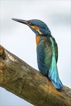 Kingfisher perched on a branch above the water of a pond