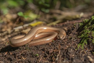 Slow worm (Anguis fragilis) on floor of forest. Alsace, France, Europe