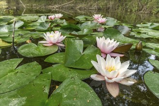 Water lily flowers in a pond. Bas-Rhin, Collectivite europeenne d'Alsace, Grand Est, France, Europe