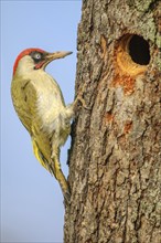 Green woodpecker (Picus viridis) male in breeding plumage on a tree trunk near its nest. Bas-Rhin,