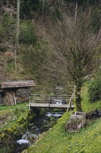 Mountain river water flow in green Alps forest. River stream waterfall in forest landscape. Scenic