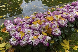 Fallen yellow leaves in a flower bed with flowering chrysanthemums