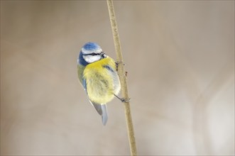 Mesange bleueBlue Tit (Cyanistes caeruleus) perched on a branch. Alsace, France, Europe