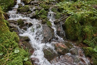 Mountain river water flow in green Alps forest. River stream waterfall in forest landscape. Scenic