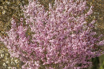 Decorative tree with pink flowers in a city in spring. Alsace, Grand Est, France, Europe