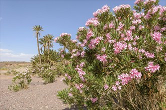 Plant oasis of palm trees and oleander in a stone desert in Morocco. Dry and mineral landscape