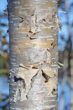 Fragment of birch tree trunk with flaky birch bark on autumn background in sunny weather. Natural