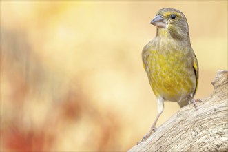 Greenfinch perched on a branch in the forest. (Chloris chloris) . France