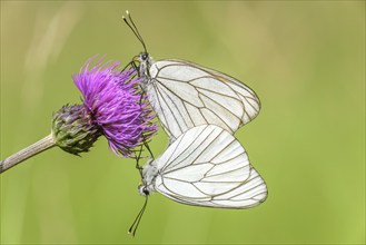 Two black-veined White (Aporia crataegi) mating in a meadow. Alsace, France, Europe