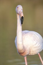 Portrait of a flamingo in a Camargue marsh., animal in the nature habitat, France, Europe