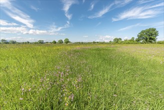 Natural meadow with pink spring flowers. Alsace, France, Europe