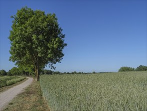 A wheat field with a single tree and a clear blue sky, quiet, idyllic landscape, borken,