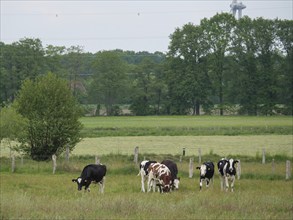 A group of cows grazing peacefully on a wide pasture, velen, münsterland, germany