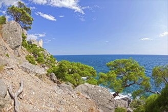 Seascape with relict pines. Sunny summer day. Karaul-Oba, Novyy Svet, Crimea