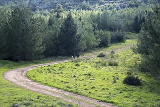 Group of unrecognised people hiking on a rural road in the forest, People active. Healthy lifestyle