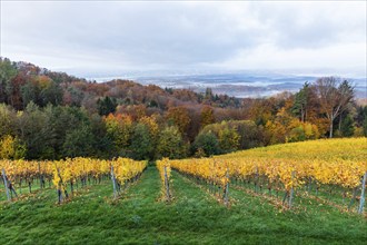 Morning atmosphere at the vineyard, fog drifts over wooded hills in the valley, St. Andrä-Höch,