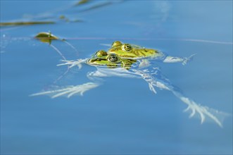 Marsh frog (Rana ridibunda) in a pond in spring. France