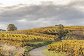 Vineyard with yellow leaves in autumn. Alsace, France, Europe