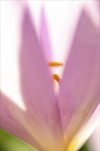 Detail of the stamens in an autumn colchicum flower (Colchicum autumnale) . Alsace, grand est,