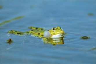 Marsh frog (Rana ridibunda) in a pond in spring. Black-headed frog (Rana ridibunda) in a pond in