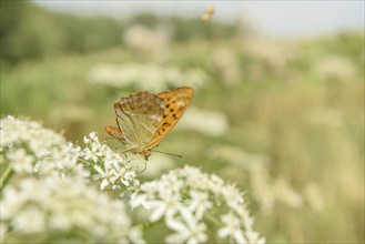 Silver-washed fritillary butterfly (Argynnis paphia) on a flower. Alsace, France, Europe