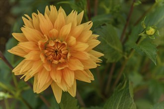 Dahlia flowers growing in a french garden park