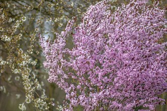 Decorative tree with pink flowers in a city in spring. Alsace, Grand Est, France, Europe