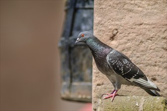 Rock Dove (Columba livia) in a tourist town in the summer. Alsace, France, Europe