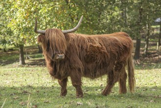 Highland cattle in pasture in early autumn. Alsace, Vosges, France, Europe