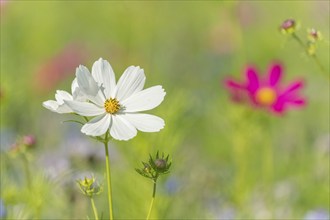 Flower fields grown to protect insects in a village