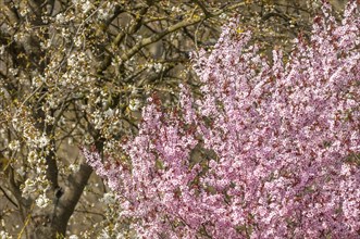 Decorative tree with pink flowers in a city in spring. Alsace, Grand Est, France, Europe