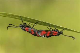 Six-spot burnet (Zygaena filipendulae) mating in a meadow