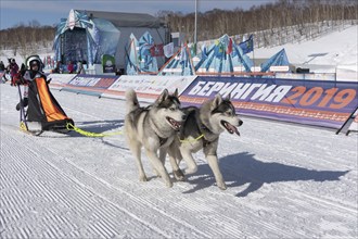 PETROPAVLOVSK KAMCHATSKY CITY, KAMCHATKA PENINSULA, RUSSIAN FAR EAST, FEBRUARY 21, 2019: Running