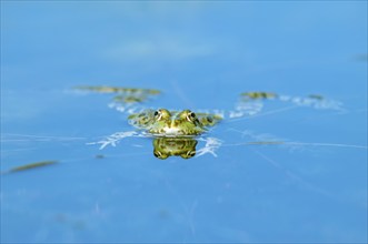 Marsh frog (Rana ridibunda) in a pond in spring. France