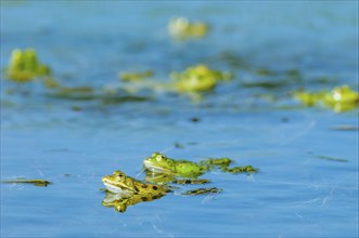 Marsh frog (Rana ridibunda) in a pond in spring. France