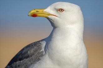 Isolated seagull face from Essaouira, Morocco, Africa