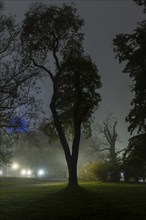 Dresden's Old Town shrouded in November fog. Brühlscher Garten, Foggy atmosphere in Dresden,