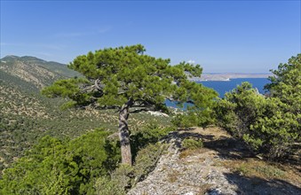 A large relict pine on top of the mountain. Sunny summer day. Novyy Svet, Crimea