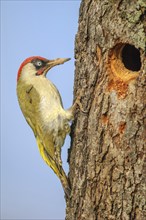 Green woodpecker (Picus viridis) male in breeding plumage on a tree trunk near its nest. Bas-Rhin,