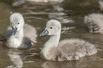 Mute swan chicks (Cygnus olor) swiming in a river in spring. Alsace, France, Europe