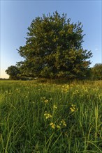 Natural meadow with yellow flowers in summer