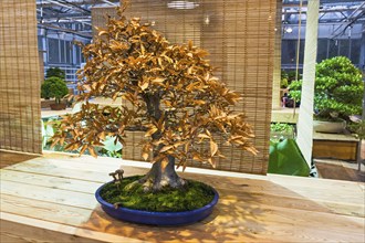 Bonsai, Japanese beech (Fagus crenata) . Age, about 50 years. Exhibition of Bonsai in Aptekarsky