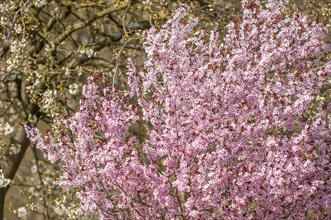 Decorative tree with pink flowers in a city in spring. Alsace, Grand Est, France, Europe