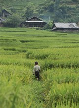 Young teen walking on the rice fields of Sapa Vietnam Asia