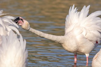 Portrait of a flamingo in a Camargue marsh., animal in the nature habitat, France, Europe