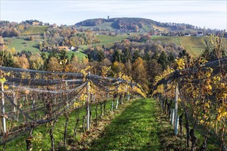 Autumn atmosphere, hilly landscape and vineyard with foliage colouring, behind Demmerkogel with