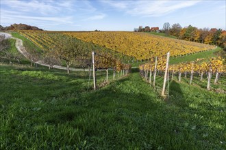 Autumn atmosphere, foliage colouring in the vineyard, near Kitzeck, Sausal wine country, Styria,